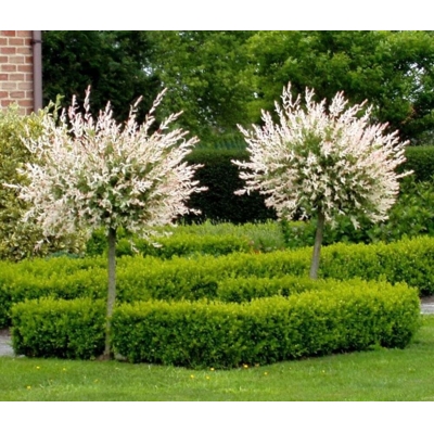 V?ba japonská - Salix integra Hakuro Nishiki - na 90cm kmienku