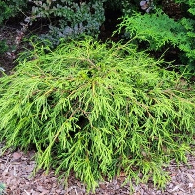 Tuja - Thuja plicata 'Kager's Beauty' - 20/30cm