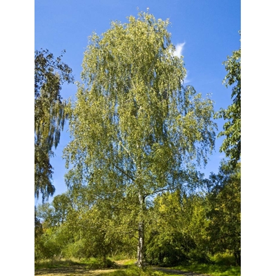 Breza previsnutá - Betula pendula - 190/220cm
