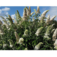 Buddleja davidii 'White Profusion' 20/30 Co2,5L