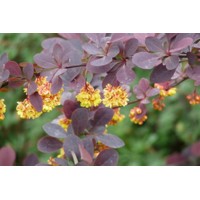  Dráč Thunbergov  - Berberis thunbergii ´Atropurpurea Nana´  Veľkosť: 15-20 , K2,5