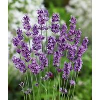 Levandu?a úzkolistá - Lavandula angustifolia ´Munstead´