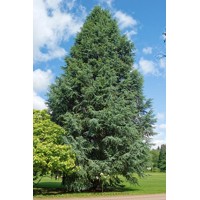 Céder atlaský - Cedrus atlantica 'GLAUCA' Co25L  125/150