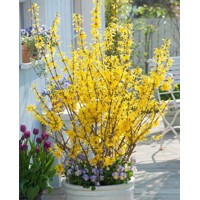 Zlatovka prostredná , Zlatý dážď - Forsythia intermedia 'Minigold' Co1.5L 30/40