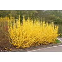 Zlatovka prostredná , Zlatý dážď - Forsythia intermedia 'Minigold' Co1.5L 30/40