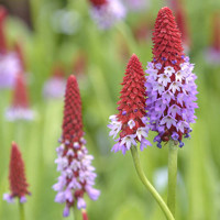 Primula vialii 'Red Hot Poker'