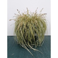 Ostrica ošimenská - Carex oshimensis 'Evergold'  Co1L