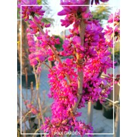 Judášovec ?ínsky  -  Cercis chinensis 'Avondale' - 90+cm