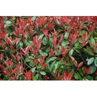 Červienka, Fotínia - Photinia fraseri Red Robin Co18-25L vysokokmeň