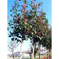 Červienka, Fotínia - Photinia fraseri Red Robin Co18-25L vysokokmeň