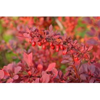  Drá? Thunbergov - Berberis thunbergii ´Atropurpurea ´- 40/60cm