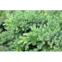 Borievka pobežná - Juniperus conferta 'Blue Pacific'  Co15/18L  1/2 kmeň