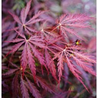 Javor dlaňolistý - Acer palmatum  'Dissectum Garnet' Co10L  1/2 kmeň