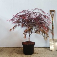 Javor dlaňolistý - Acer palmatum  'Dissectum Garnet' Co10L  1/2 kmeň