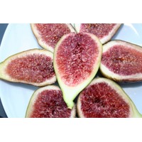 Ficus carica ´Peretta´ Co13 20/25