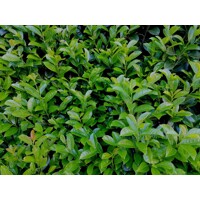 Vavrínovec lekársky Novita - Prunus laurocerasus ´Novita´- 50/60cm