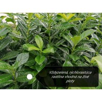Vavrínovec lekársky Novita - Prunus laurocerasus ´Novita´- 50/60cm
