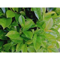 Vavrínovec lekársky Novita - Prunus laurocerasus ´Novita´- 50/60cm