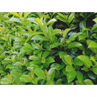 Vavrínovec lekársky Novita - Prunus laurocerasus ´Novita´- 50/60cm