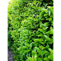 Vavrínovec lekársky Novita - Prunus laurocerasus ´Novita´- 50/60cm