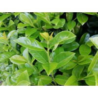 Vavrínovec lekársky Novita - Prunus laurocerasus ´Novita´- 50/60cm