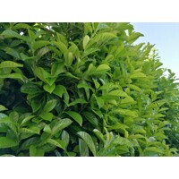 Vavrínovec lekársky Novita - Prunus laurocerasus ´Novita´- 50/60cm