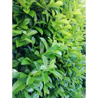 Vavrínovec lekársky Novita - Prunus laurocerasus ´Novita´- 50/60cm