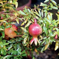 Granátovník púnsky  - Punica granatum - 80/100cm