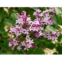 Syringa 'Red Pixie' - 40/60cm