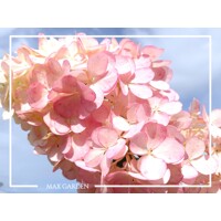 Hortenzia metlinatá - Hydrangea paniculata 'Vanille Fraise'