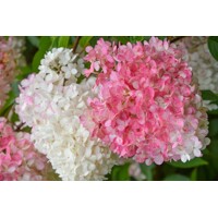 Hortenzia metlinatá - Hydrangea paniculata 'Vanille Fraise'