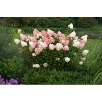 Hortenzia metlinatá - Hydrangea paniculata 'Vanille Fraise'