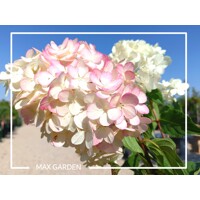 Hortenzia metlinatá - Hydrangea paniculata 'Vanille Fraise'
