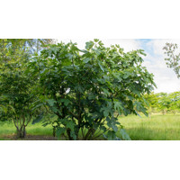 Figovník - Ficus carica ´Mary Lane´ (bezsemenné) 35/45 Co2L