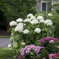 Hortenzia - Hydrangea arborescens 'Strong Annabelle ' Co5L 30/50