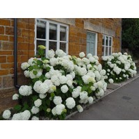 Hortenzia - Hydrangea arborescens 'Strong Annabelle ' Co5L 30/50