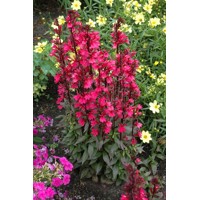 Lobelia ´Deep Rose´ Co1,5L  5/10