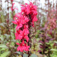 Lobelia ´Deep Rose´ Co1,5L  5/10