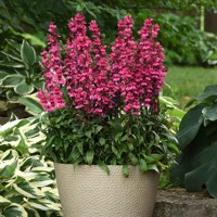 Lobelia ´Deep Rose´ Co1,5L  5/10