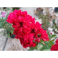 Myrta krepová červená - Lagerstroemia indica ´Durant Red´ Co10L  KM80-90 120/140