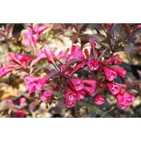 Weigela florida ´Alexandra´ Co2L  20/30