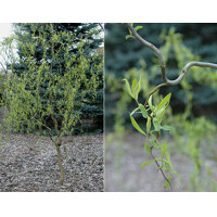 Salix matsudana ´Tortuosa´ Co5L 140/160