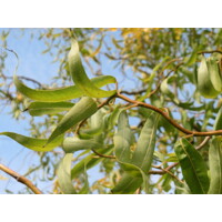 Salix matsudana ´Tortuosa´ Co5L 140/160