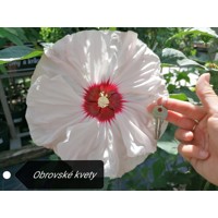 Ibištek bahenný - Hibiscus moscheutos SUMMERIFIC® 'Cherry Cheescake'  Co5L