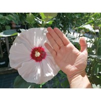 Ibištek bahenný - Hibiscus moscheutos SUMMERIFIC® 'Cherry Cheescake'  Co5L