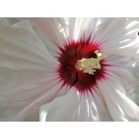 Ibištek bahenný - Hibiscus moscheutos SUMMERIFIC® 'Cherry Cheescake'  Co5L