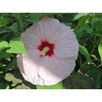 Ibištek bahenný - Hibiscus moscheutos SUMMERIFIC® 'Cherry Cheescake'  Co5L