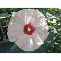 Ibištek bahenný - Hibiscus moscheutos SUMMERIFIC® 'Cherry Cheescake'  Co5L