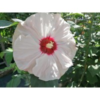 Ibištek bahenný - Hibiscus moscheutos SUMMERIFIC® 'Cherry Cheescake'  Co5L