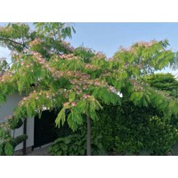 Albízia - Albizia julibrissin Ombrella Co20L 200-230cm